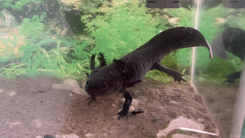 Dark axolotl observed in decorated aquarium tank in La Paz