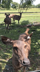 Morning wildlife park visit documented across Indonesian zoo facility