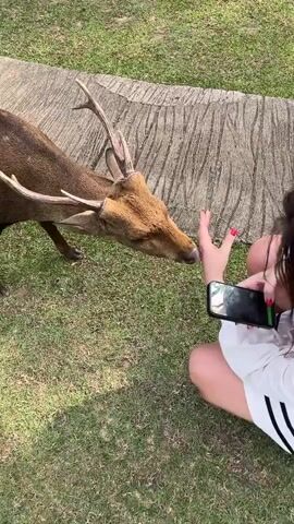 A person is kneeling on the grass and holding out their hand to a deer. The deer is leaning in and touching the person's hand with its nose. The person is holding a phone in their other hand, presumably recording the interaction. The scene takes place outdoors on a sunny day. There is a textured concrete path nearby, and the surroundings are grassy.