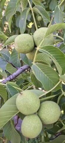 The video shows a close-up of unripe walnuts on a tree. The walnuts are green and round with small speckled markings. They are clustered together on branches with large, green, oval-shaped leaves. The background is blurred and appears to be foliage and possibly sunlight filtering through the trees. The camera pans slightly to show different clusters of walnuts and leaves. The overall impression is of a healthy tree with a good harvest of developing nuts.