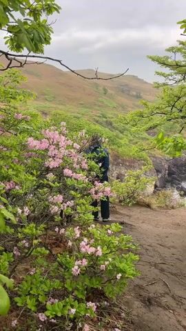 A person stands at the edge of a path, framed by a bush with pink flowers, overlooking a vast landscape with hills and a cloudy sky. The individual is wearing a dark blue jacket, dark pants, and a light-colored hat. They stand still with their hands behind their back, appearing to observe the view. The foreground is filled with lush greenery and the pink flowers of the bush, while the background features rolling hills covered in green vegetation. The sky is overcast with heavy clouds, creating a soft, diffused light across the scene. The ground of the path appears to be dirt or packed soil. The scene has a peaceful and naturalistic atmosphere.