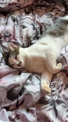 A cat lies on a floral bedspread, its body stretched out. A person's hand enters the frame and gently strokes the cat's head. The cat responds by rolling onto its back and pawing at the hand. The person continues to pet the cat, scratching its chin and rubbing its head. The cat appears relaxed and content throughout the interaction.