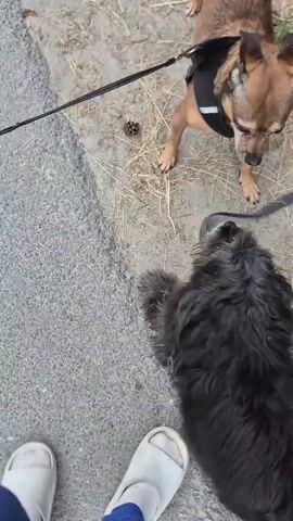 This video shows a close-up of three dogs interacting on a paved surface, possibly a sidewalk or path. The ground appears to be gray asphalt with some dry grass and debris along the edge. The perspective is from the ground level, looking up at the dogs, with the feet of a person wearing white shoes and blue socks visible in the lower part of the frame.

In the foreground, a black, shaggy dog is lying down, facing to the left. It is on a leash, with the blue leash visible. A brown and tan dog, appearing to be a smaller breed with erect ears, is standing over the black dog, sniffing it. This dog is also on a leash, a black one. To the right of these two dogs, a light brown or tan dog with a pink-tipped tail is walking away from the camera. This dog is also on a leash, a blue one.

The dogs appear to be interacting peacefully, with sniffing and close proximity. The lighting suggests it is daytime, possibly outdoors. The overall scene is casual and appears to be a normal interaction between dogs and their owners, though the owners themselves are not fully visible.