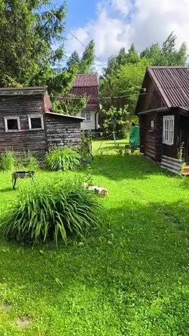 A small, tri-colored dog walks across a grassy yard in front of a wooden shed and a log cabin. The dog is white with brown and black markings. The yard is green and appears well-maintained. There are trees and other buildings in the background. The sky is blue with white clouds.