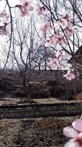The video shows a blooming tree with pink flowers in a garden setting. The camera moves, initially showing a broader view of the garden with bare trees and then focusing on the tree with pink blossoms. The background includes a wall and other trees. The ground appears to be tilled soil. The lighting is bright, suggesting a daytime setting.