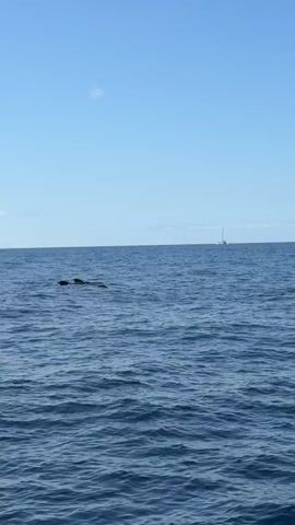 The video shows a group of dolphins swimming in the ocean on a clear, sunny day. The dolphins are dark in color and their fins are visible above the water's surface. The water is a deep blue and there are small waves. In the distance, a sailboat can be seen on the horizon.