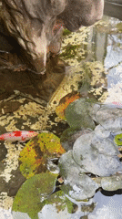 Koi fish spotted swimming in ornamental pond in Salta