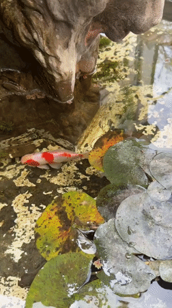 Koi fish spotted swimming in ornamental pond in Salta