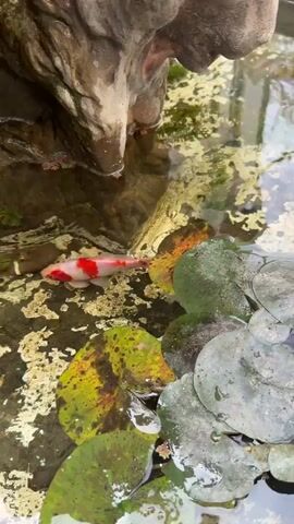 Here is a description of the video:

The video shows a small, concrete pond with a decorative stone feature. There are lily pads floating on the surface of the water. A koi fish, red and white, swims slowly among the pads and aquatic plants. The water is clear enough to see the bottom of the pond, where there are some rocks and algae. The overall impression is one of a small, tranquil garden feature.