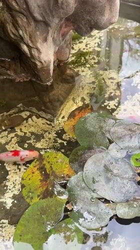 Koi fish spotted swimming in ornamental pond in Salta