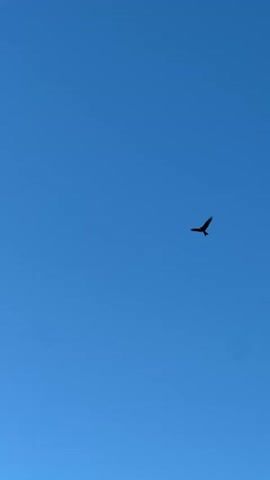 A single bird is seen flying against a clear blue sky. The bird is silhouetted against the bright sky, making its exact species difficult to determine. Its wings are spread wide as it soars through the air. The camera angle is from below, looking up at the bird.