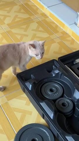 A light-colored cat is walking on a tiled floor and then curls up into a ball. Next to the cat is a black plastic carrying case with weights inside.
