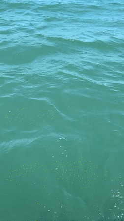 Morning ferry ride to a tropical beach and resort