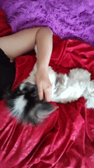 Woman enjoys quiet morning with pet dogs in Izhevsk
