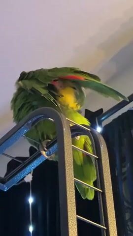 A green parrot with a yellow head is perched on a dark metal structure. The parrot is preening its feathers, tucking its head under its wing. It then turns its head and looks directly at the camera. The background is dimly lit, with some string lights visible.
