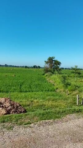 The video shows a clear blue sky over a rural landscape. The foreground is a dirt path, with some loose gravel. Behind the path, there are fields of green crops, possibly rice paddies, stretching into the distance. Several trees are scattered throughout the fields. In the middle ground, there are a few weathered concrete posts, some of which are partially obscured by vegetation. A section of the field is enclosed by a green net fence, supported by wooden posts. The camera appears to be moving, giving the impression of a journey through the countryside. The overall scene is one of agricultural land under a bright, sunny sky.