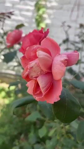 A close-up shot of several coral pink roses on a bush is displayed. The primary rose in the foreground is in focus, exhibiting a vibrant coral-pink hue with some petals appearing slightly faded or aged. Two other roses of similar color are visible in the soft-focus background. The rose bush's green leaves are also visible. Behind the foliage, a light-colored brick wall with some climbing green vegetation is present. The scene is illuminated by natural daylight. The camera remains largely static with minor ambient swaying.