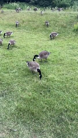 The video shows a grassy hillside with a flock of Canada geese. Two geese are in the foreground, with one in front of the other, both pecking at the grass. Several other geese are scattered across the hillside, some grazing and others standing or walking. In the background, a line of trees and foliage forms a backdrop. The lighting suggests it is daytime.