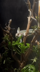 Veiled chameleon drinks from terrarium mist in Russia