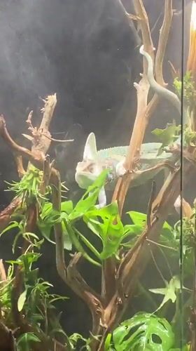 Veiled chameleon drinks from terrarium mist in Russia