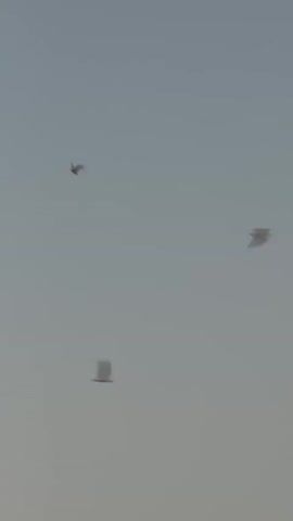 A bird is seen flying in a pale blue sky. The bird is small and dark in silhouette, with its wings extended. It appears to be soaring or gliding, as its wings are held relatively still. The sky is clear, with no clouds visible. The lighting suggests it is either early morning or late afternoon. The camera is looking up at the bird.