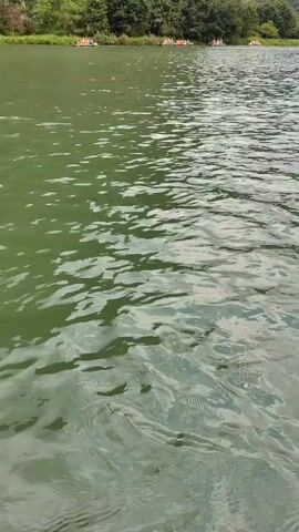 The video shows a murky green lake. In the distance, there are several pedal boats with people on them. The lake is surrounded by a tree-lined shore. The water is rippling, suggesting a slight breeze or movement.