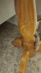Gray tabby cat grooming and resting indoors