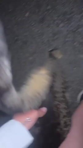 A low-angle close-up video shows a person's legs and feet on a dark, possibly asphalt, ground. A tabby cat, with brown and black stripes, lies on its back and side, rubbing against the person's legs and meowing multiple times. One leg is bare, while the other is wearing a black shoe with white soles. A hand with a white sleeve reaches down to pet the cat's head. The cat appears affectionate, vocalizing and interacting closely with the person.