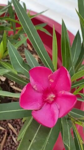 The video shows a close-up of a pink oleander flower with green leaves in a red pot. The camera pans slightly from left to right, showing more of the plant and its surroundings. In the background, there are hints of a white structure, possibly a wall or fence, and a blurred image of a car. The lighting suggests it is daytime, and the overall scene is of an outdoor plant in a pot.