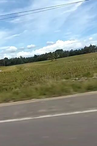The video captures a view from a moving vehicle on a road. The landscape consists of a vast green field with some brown patches, indicative of possibly harvested or dry vegetation. A line of trees, predominantly palm trees, forms the distant horizon. The sky is partly cloudy with white cumulus clouds against a blue backdrop. In the field, several small figures, possibly people, are visible, some wearing red. A few structures, including what appears to be a small, open-sided building with a thatched roof and a fence, are situated near the edge of the field. A black vehicle passes by in the foreground, blurred due to motion. Overhead power lines are also visible.