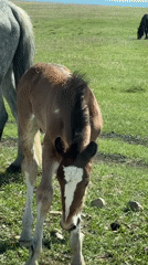 Brown foal grazes alongside adult horse in Russian field