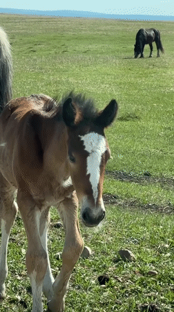 Brown foal grazes alongside adult horse in Russian field
