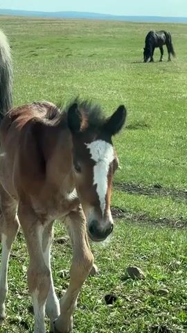 A brown foal with a white blaze on its forehead stands on a grassy field, grazing. The foal’s body is turned slightly to the left, and its head is lowered to the ground to eat. An adult gray horse stands next to the foal, partially visible on the left side of the frame. Another horse, dark in color, is seen grazing in the background. The environment consists of a green field under a clear sky. The camera remains mostly static, focusing on the foal as it grazes.