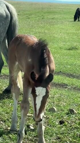 Brown foal grazes alongside adult horse in Russian field