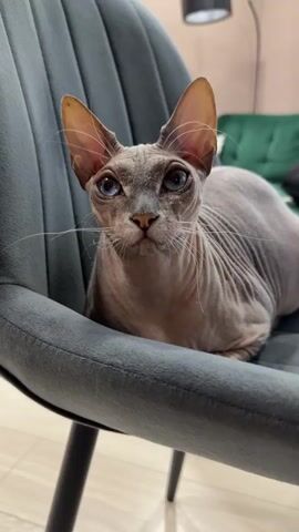 A Sphynx cat with blue eyes and gray skin is sitting on a dark gray chair. The cat is looking at the camera and then turns its head to the side. The background is blurred, but a green couch and a floor lamp can be seen.