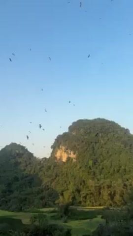 The video shows a landscape with several hills covered in lush green vegetation, with a body of water visible in the foreground. The sky is clear and blue. Numerous birds are flying in the sky above the hills.  The sun appears to be shining on the hills.