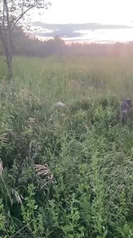 A person's voice calls out "Vika." A white dog is seen in a field of tall grass at sunset. The dog rolls in the grass and then gets up. The voice calls "Vika" again. The dog is then seen with its head out of the grass, looking towards the viewer. The voice says "Vika, come here." The dog shakes its head. The voice says "Vika, you're rolling." The dog shakes its head and looks around.