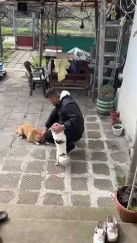 A man is kneeling in a paved outdoor area, interacting with two dogs. The first dog is a medium-sized, light brown dog lying on the ground, and the man is petting its neck. The second dog is smaller, white and brown, and stands on its hind legs, leaning against the man's leg, seemingly seeking attention. The man is wearing a black jacket with a white hood. He is holding a cigarette in his mouth. The area is a patio or backyard with weathered paving stones. There is a chair, table with items on it, ladder, and various potted plants. The overall impression is of a casual, everyday scene of a man interacting with his dogs in an outdoor space.