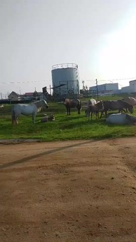 The video shows a herd of horses grazing in a grassy field. A large white water tower is visible in the background, along with some industrial buildings and a fence. The sky is bright and clear, suggesting it is daytime. The horses are of various colors, including white, brown, and grey. Some of the horses are standing, while others are lying down. A dirt road runs in the foreground of the video.