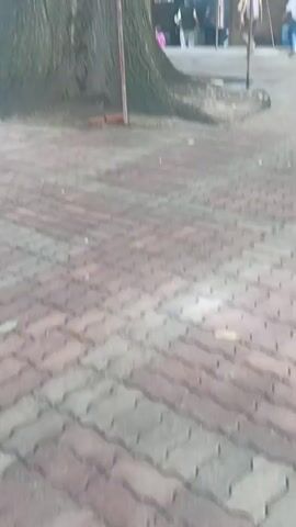 The video begins with a close-up view of the base of a large tree with thick, textured bark. The ground in front of the tree is paved with reddish-brown interlocking bricks. A metal pole, likely supporting the tree, is visible in the foreground, with some red string and a light bulb attached. In the background, several people are present near some buildings. One person in a pink shirt is sitting near the tree. Another person in a yellow shirt and a third person in a light-colored shirt are walking away from the camera. The environment appears to be outdoors, with green foliage visible in the upper portion of the frame, suggesting a park or a wooded area. The camera pans upwards, focusing on the trunk and branches of the tree, which are covered in moss in some areas. The lighting suggests it is daytime, possibly overcast. The video ends with a view of the upper part of the tree and the surrounding greenery.