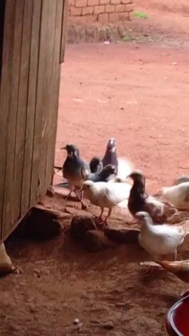 The video shows a group of pigeons in a covered area. The ground is dirt and is red in color. There is a red plastic bowl in the lower right corner. Some of the pigeons are white, some are gray, some are brown, and some are mixed colors. The background shows a red dirt surface and what appears to be the base of a brick wall. The video is filmed from within the covered area. The camera moves slightly.