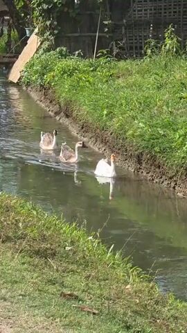Three geese are swimming down a narrow canal. Two of the geese are brown, and the third is white with an orange beak. The canal is surrounded by grass and vegetation. A person is speaking near the camera.