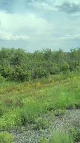 The video shows a landscape with lush green vegetation. The camera appears to be moving, possibly from a vehicle, as the scenery passes by. The vegetation consists of various trees and bushes, with some areas of tall grass. The sky is visible in the upper portion of the frame, with some clouds. The lighting suggests it is daytime. There are no people or animals visible in the video.