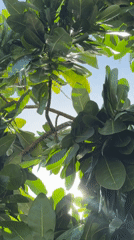 Morning nature observation and gym session documented in North Kuta