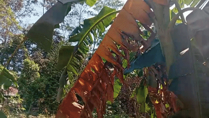 Banana plants inspected up close in rural Miritpetikusan, Indonesia