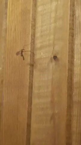 The video shows a close-up view of a mosquito on a wooden surface. The mosquito is dark brown and has long, thin legs and wings. It is positioned on a vertical wooden plank, with several other planks visible in the background. The wood appears to be unfinished or lightly finished, with visible grain and a knot. The lighting is dim, casting shadows from the mosquito onto the wood. The mosquito is stationary for the duration of the clip.