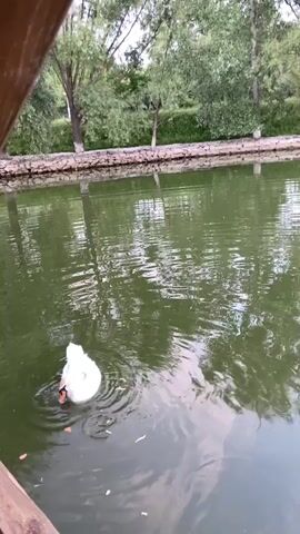 In a tranquil scene at a pond in Kopyly, Ukraine, a lone white swan gracefully glides through the green, rippling water. The swan is positioned in the lower left quadrant of the frame, its white plumage stark against the dark water. Its head is lowered, appearing to be feeding or drinking from the pond.

The pond's edge is lined with a rustic stone wall, behind which lush green trees form a dense backdrop. The trees' reflections are visible on the water's surface, adding to the serene atmosphere. The lighting suggests it might be late afternoon or early evening, with soft, diffused light casting gentle shadows.

A wooden railing or dock is visible in the foreground, partially obscuring the view and adding a sense of perspective, as if the viewer is observing the scene from a protected vantage point. The overall mood is peaceful and contemplative, highlighting the natural beauty of the location. There is no visible text in the media file.