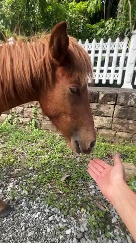 The video shows a person petting a horse. The horse is brown with a lighter-colored mane and a white marking on its forehead. The person is seen extending their hand to the horse's face and then gently rubbing the horse's nose. The background includes a white picket fence, a low brick wall, and some green foliage. The ground is covered with small gravel. The horse appears thin.