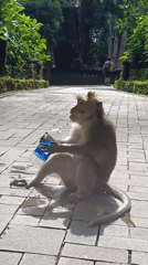 Macaque monkeys forage and socialize across Ubud District