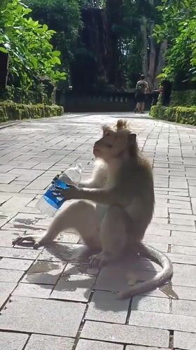 Macaque monkeys forage and socialize across Ubud District